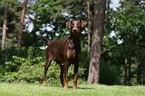 DOBERMANN 1229